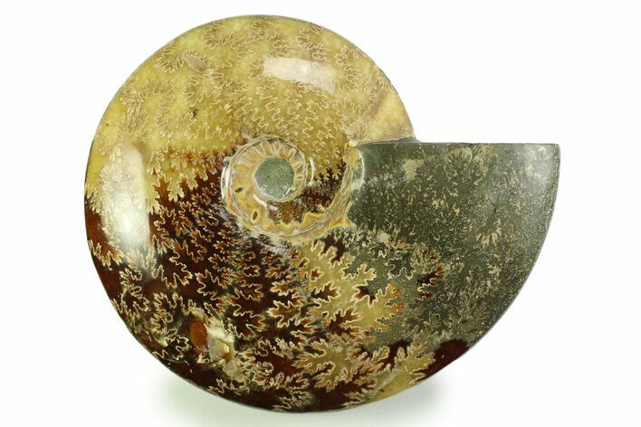 Polished, Agatized Ammonite (Cleoniceras) - Madagascar #328399